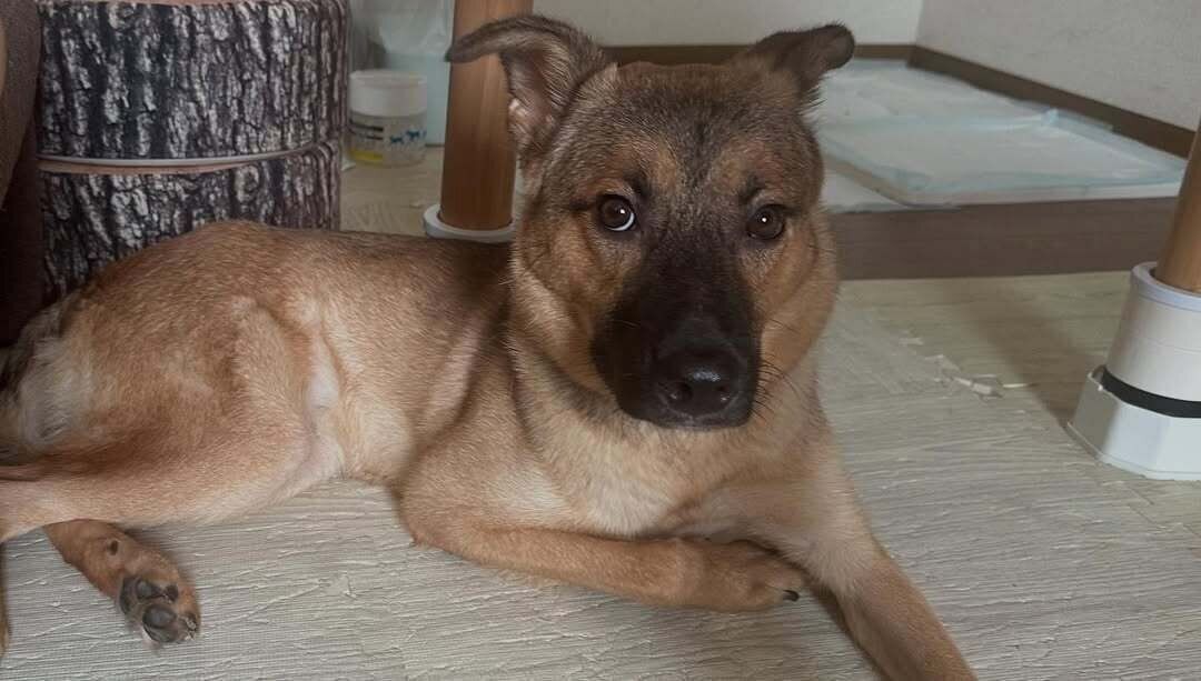 SNSでは怖がりなゴンくんにやさしく寄り添う飼い主さんに温かな声が多数寄せられている