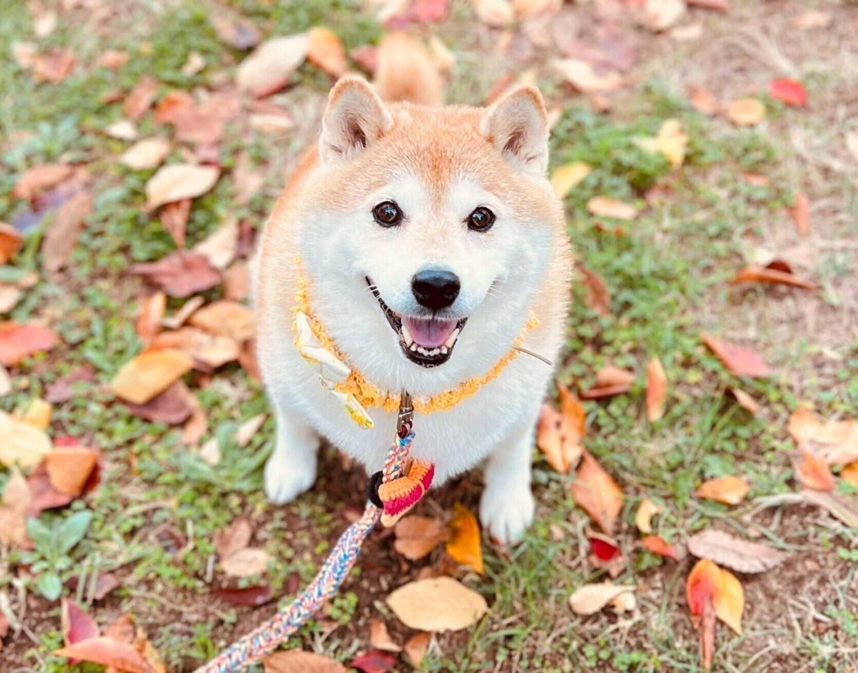 散歩中にニコニコ笑顔を見せるハナちゃん