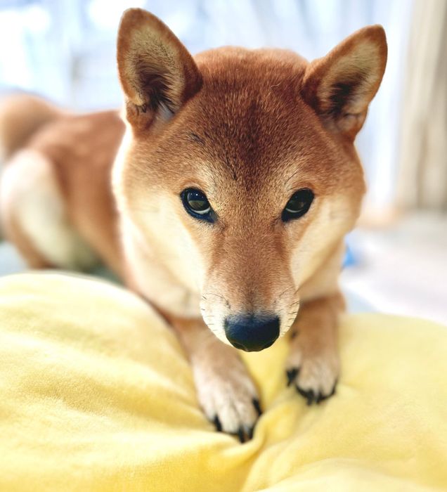 上目遣いをするむぎまるくん