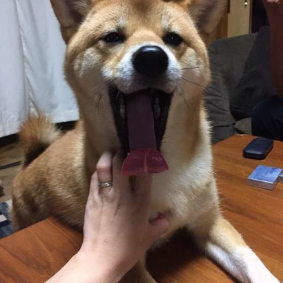 飼い主さんになでられてあくびをする犬