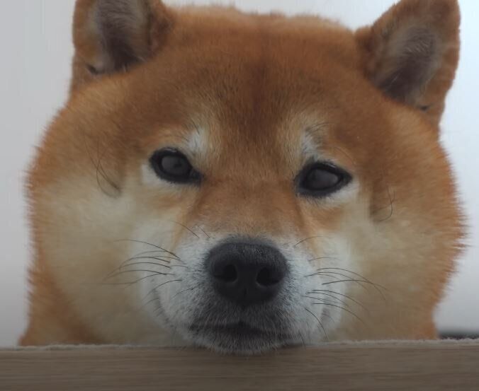 柴犬