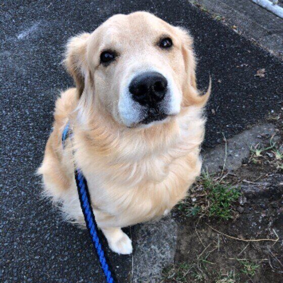 ゴールデン・レトリーバー