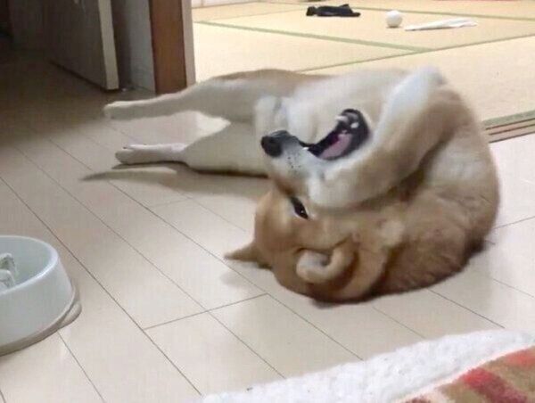 ごはんを早食いして後悔するこむぎくん