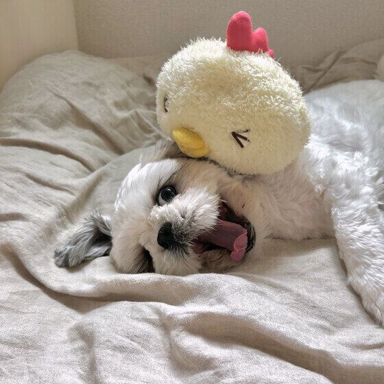 愛犬と過ごしている部屋を大掃除するときのポイント いぬのきもち