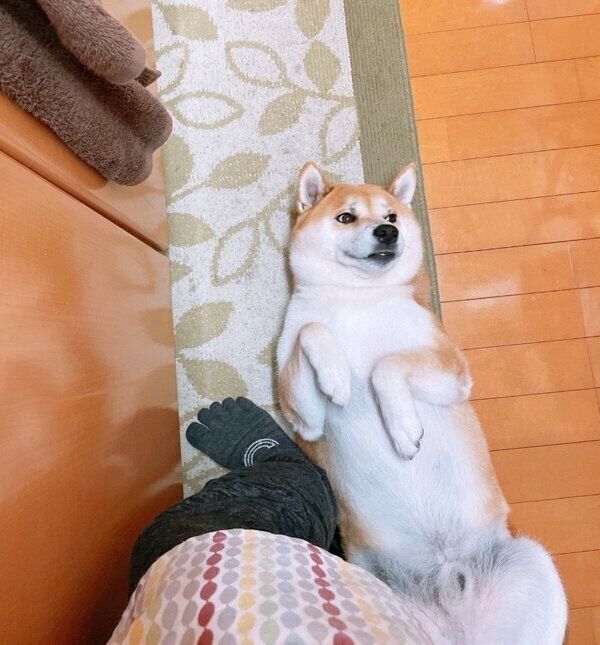 かまってアピールをするさすけくん