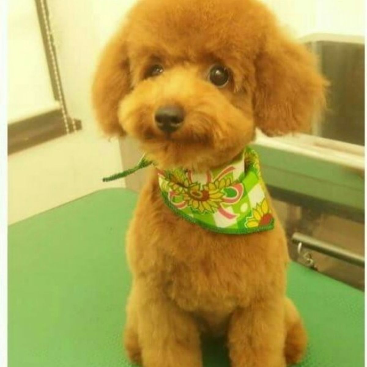 肛門腺って何 愛犬のお尻 定期的なケアをしないと病気になることも いぬのきもちweb Magazine 肛門腺って何 愛犬のお尻 定期的なケアをしないと病気になることも いぬのきもちweb Magazine