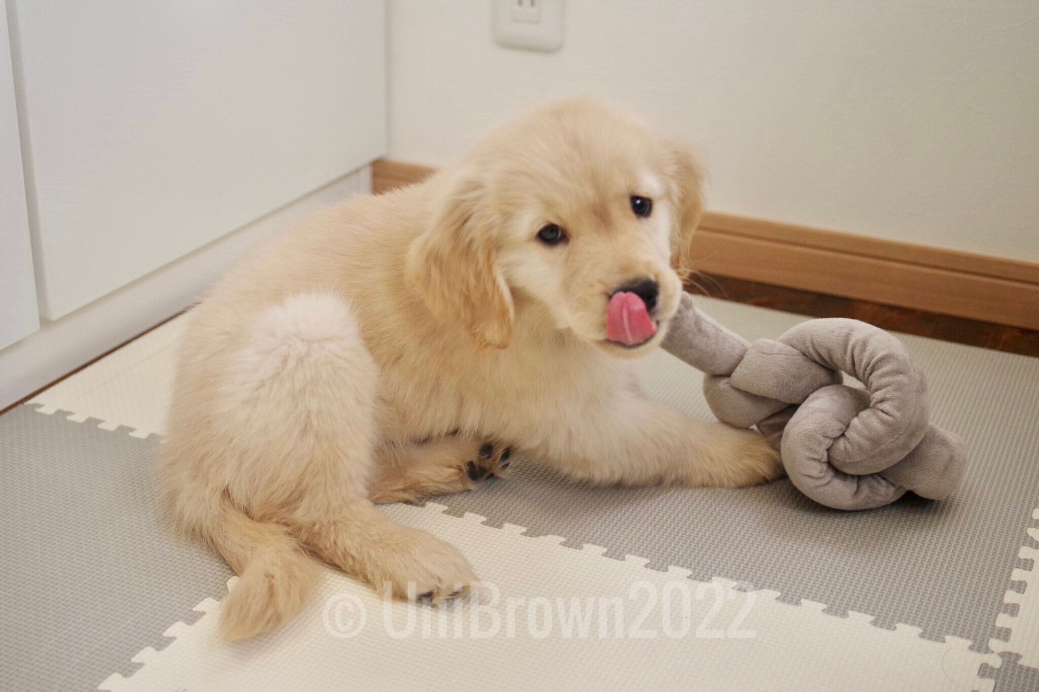 生後2カ月のころに撮影したうにちゃん。