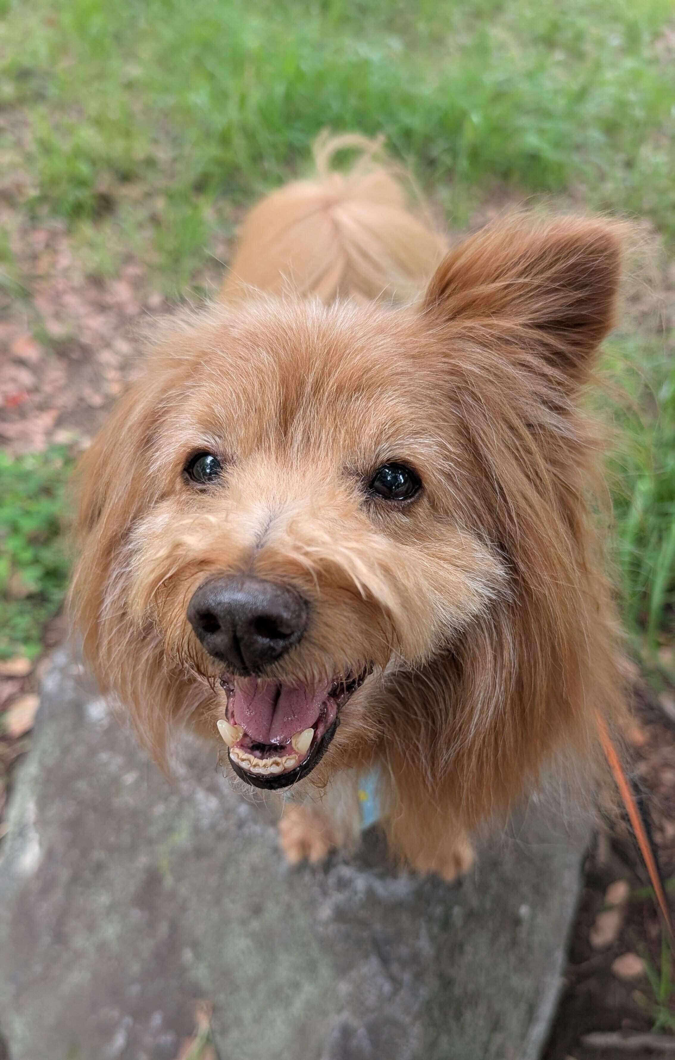 キラキラした笑顔の犬の写真