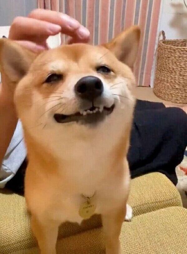 パパさんに頭をナデナデしてもらう、まるこちゃん