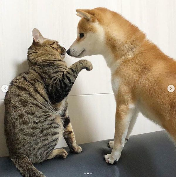 向き合う猫と柴犬