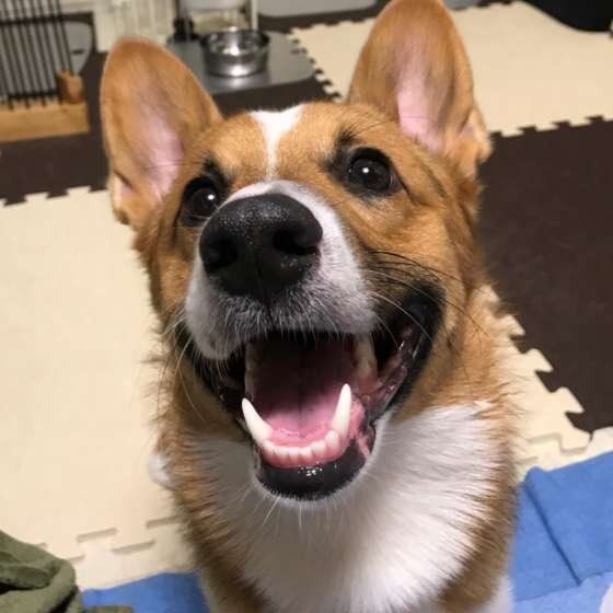笑顔のウェルシュ・コーギー・ペンブローク