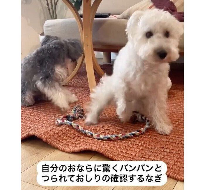 自分のおならに驚くバンデくんと、つられておしりの確認をするなぎちゃん