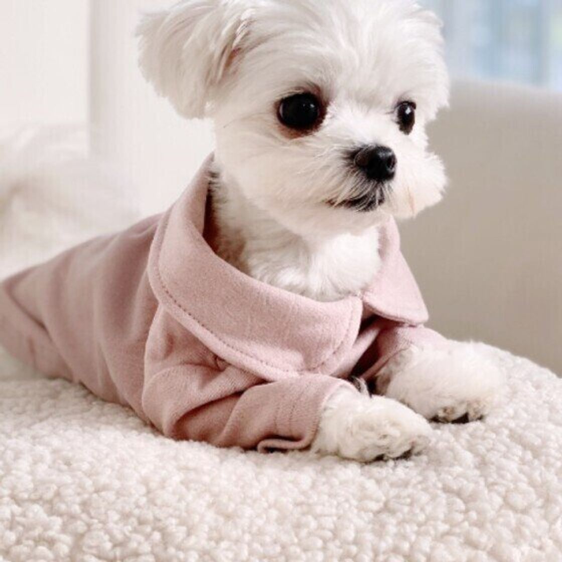 マルチーズの性格 飼い方のコツ 飼い主の悩みq A いぬのきもち 犬図鑑 いぬのきもちweb Magazine マルチーズの性格 飼い方のコツ 飼い主の悩みq A いぬのきもち 犬図鑑 いぬのきもちweb Magazine