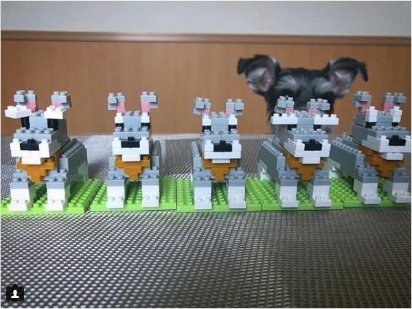 ワンコのプチブロック