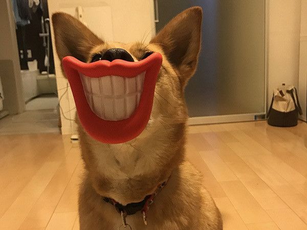 おもちゃをくわえる犬