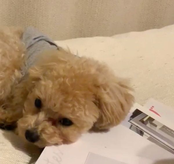 かまってもらいたいトイ・プードル