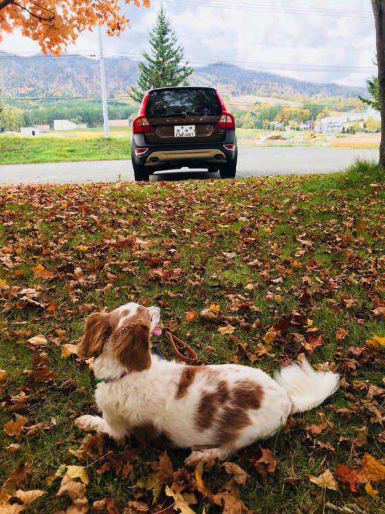 ドライブした犬