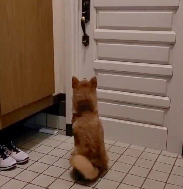 お父さんの帰宅を察知した麦くん