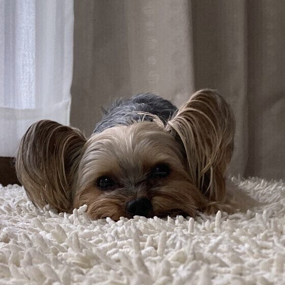 ヨークシャー・テリアのくりんちゃん