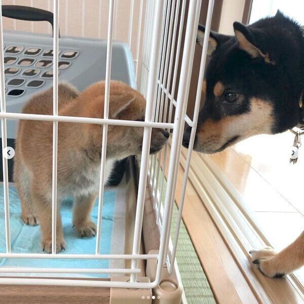 多頭飼いスタート時の小次狼くんと五十鈴ちゃん