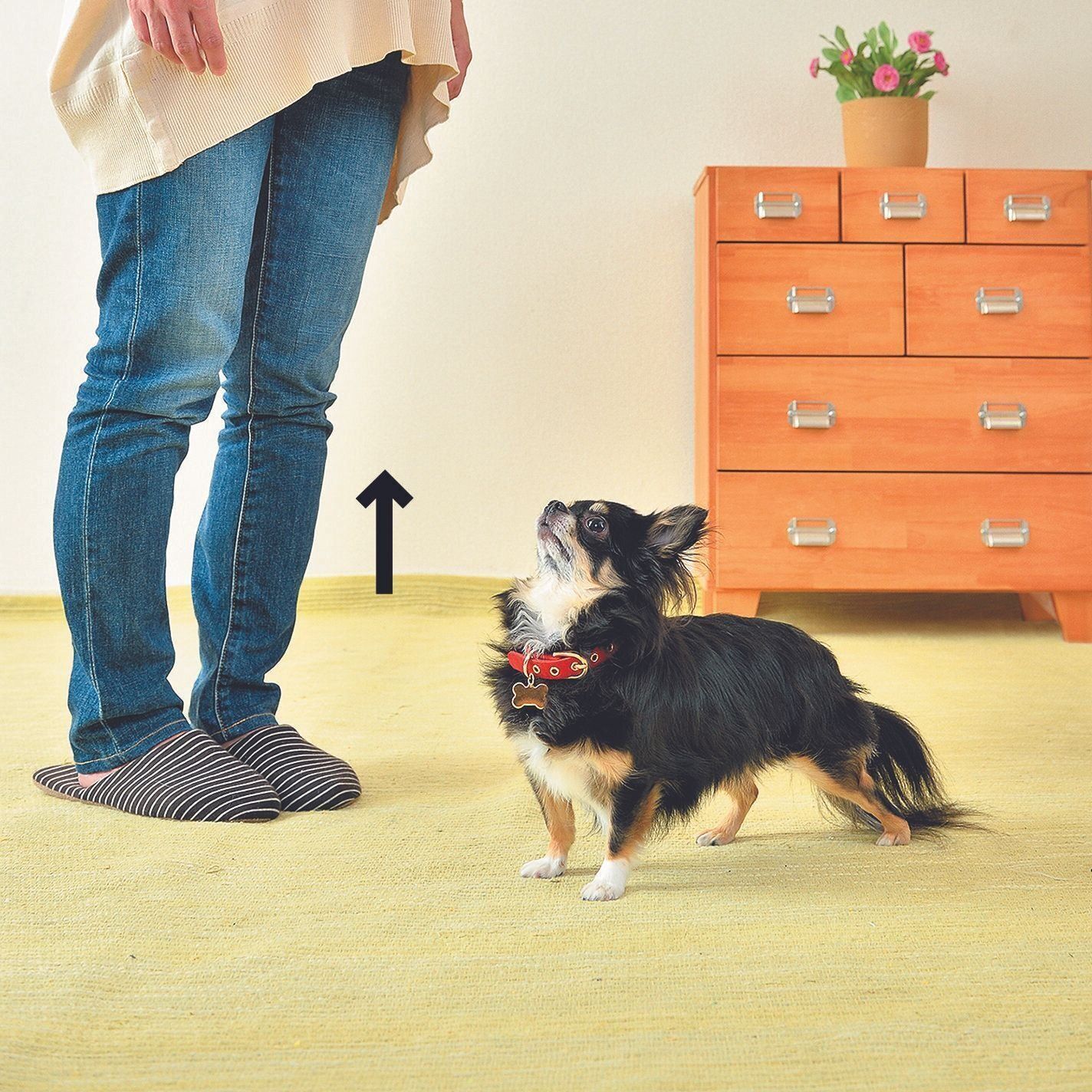 噛もうとしたら「見ない、声をかけない、触らない」で立ち上がる