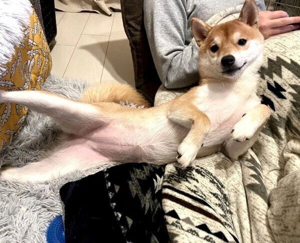 くつろぐきなこちゃん