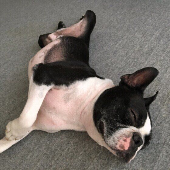 眠るボストン・テリア