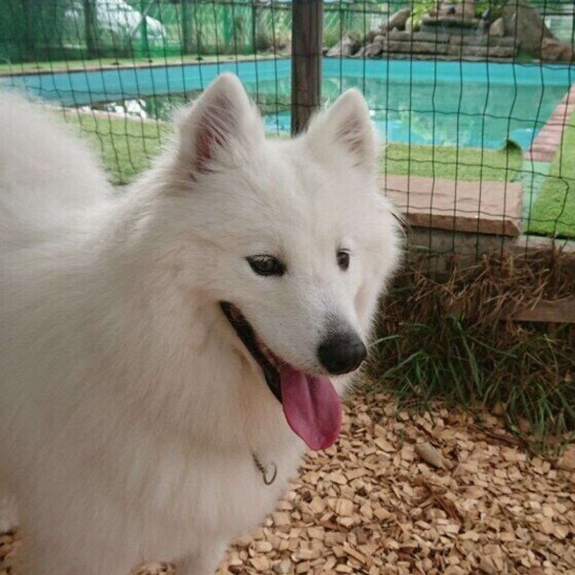 白くてモフモフの犬種6選 思わず抱きしめたくなる いぬのきもちweb Magazine 白くてモフモフの犬種6選 思わず抱きしめたくなる いぬのきもちweb Magazine