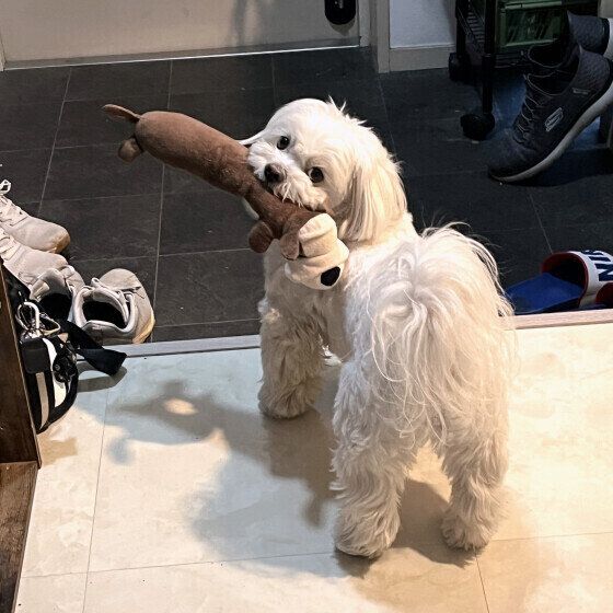 玄関でスタンバイする犬