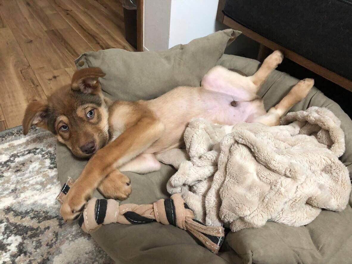 子犬時代の志くん