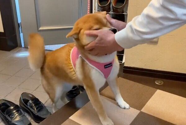 帰ってきたらお父さんがいて大喜びする、ゆきちゃん