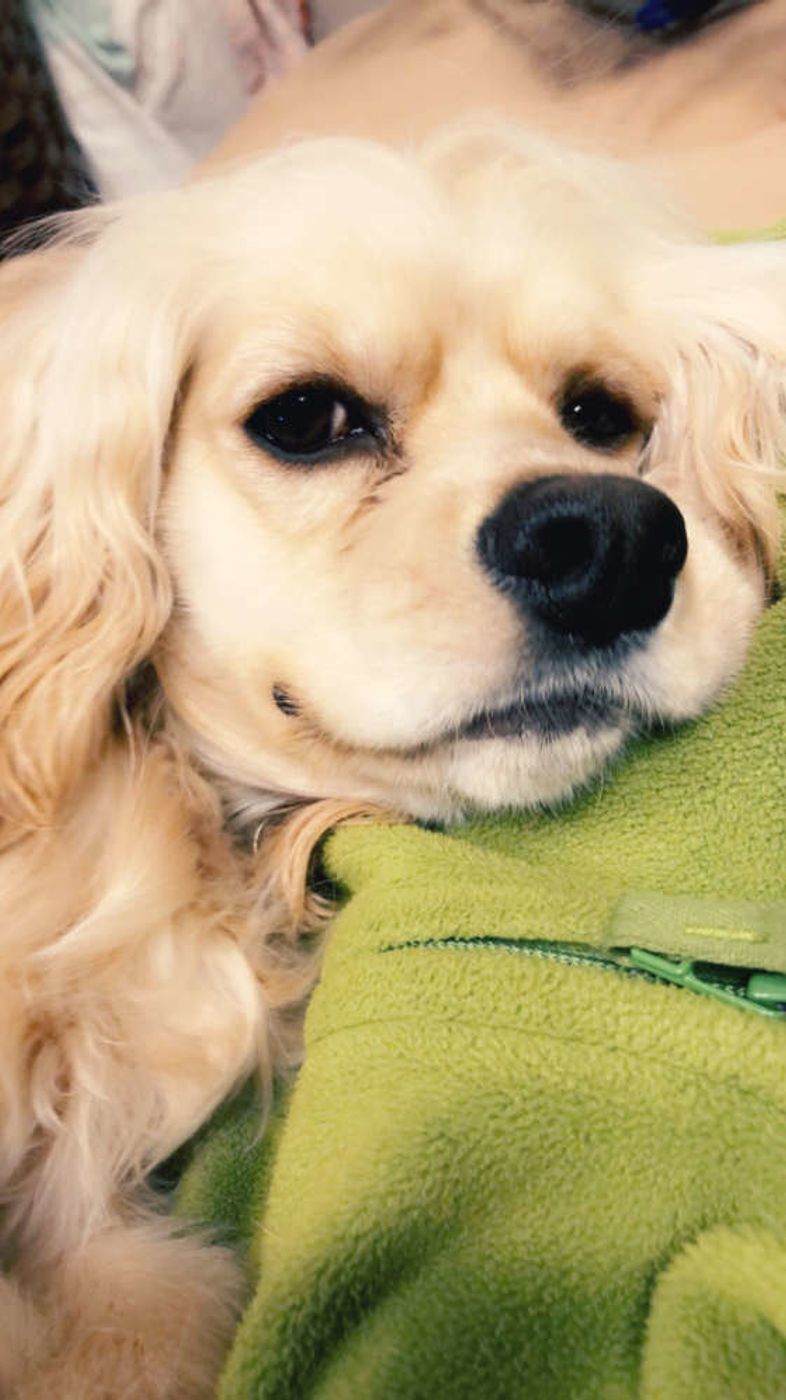 長生きのヒケツは日々の生活習慣 犬の寿命をのばすためにできること いぬのきもちweb Magazine 長生きのヒケツは日々の生活習慣 犬の寿命をのばすためにできること いぬのきもちweb Magazine