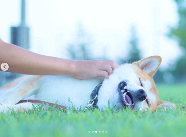 芝生の上で寝転がるめんまくん