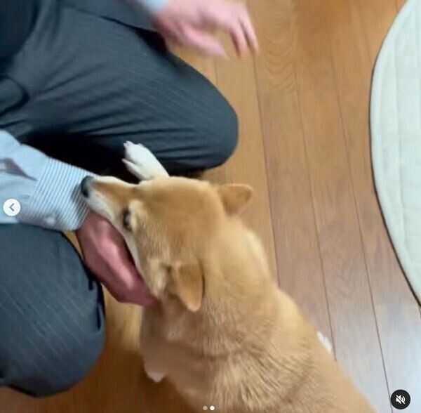 帰宅したパパさんのことを歓迎するマメちゃん