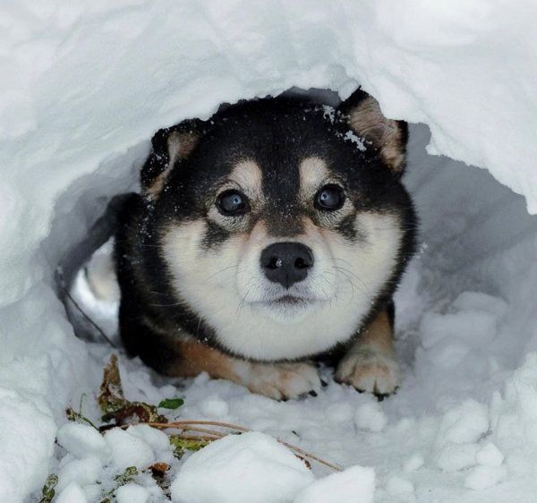 雪のトンネルで遊ぶ豆柴