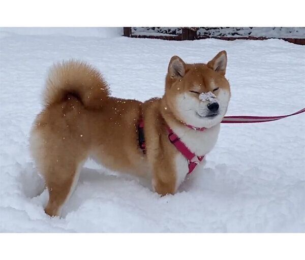 雪が降る中お散歩をするゆきちゃん