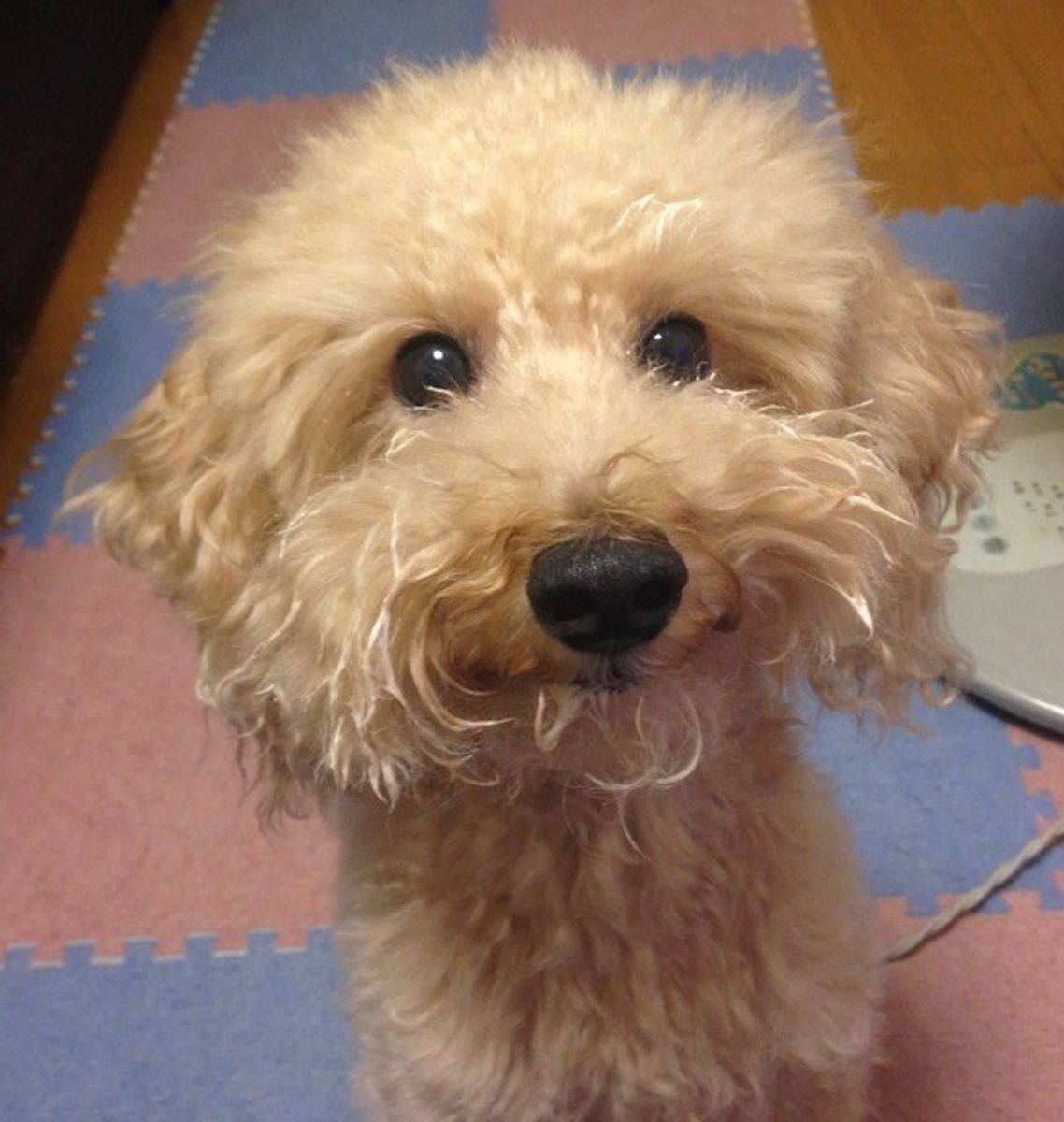 いぬのきもち獣医師監修 犬にヨーグルトを与えるのはアリ 量や効果を解説 いぬのきもちweb Magazine いぬのきもち獣医師監修 犬にヨーグルトを与えるのはアリ 量や効果を解説 いぬのきもちweb Magazine