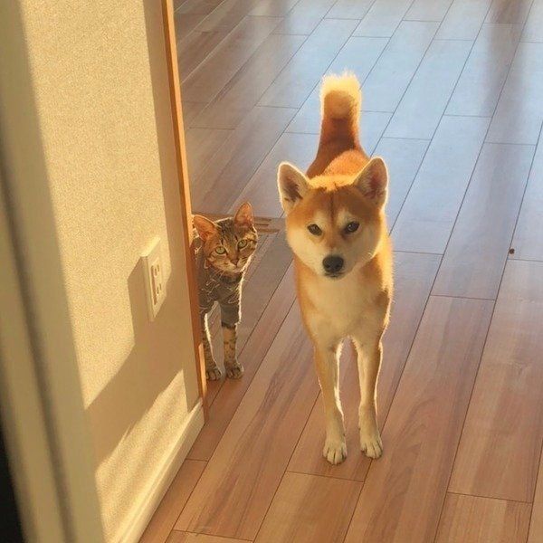 見つめるHaluくんとMugiくん