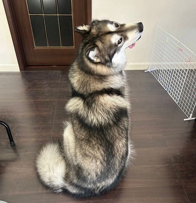 後ろ姿が可愛いアルくん