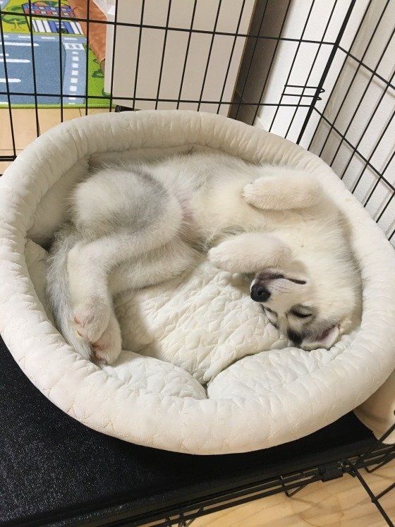 シベリアン・ハスキー