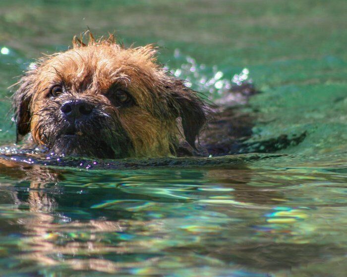 ボーダー・テリア