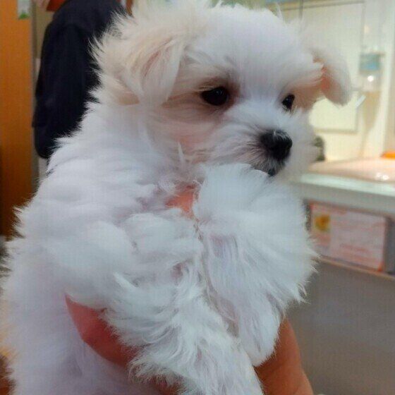 抱っこされるマルチーズ