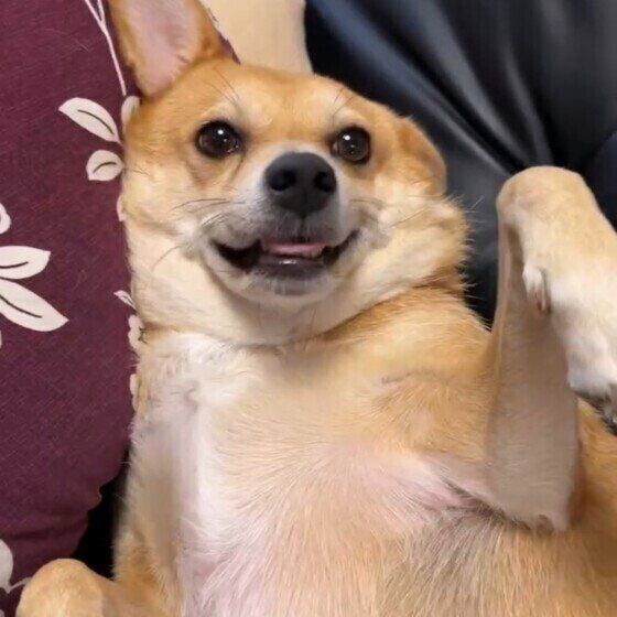 愛犬が撫でる前は嬉しそうなのに、撫で始めると『スン』とした表情になるのはなぜ？ いぬのきもち