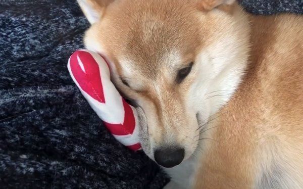 遊び疲れて眠る柴犬