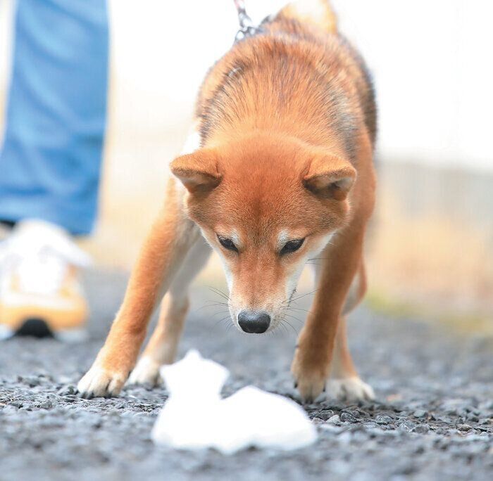 拾い食いしようとする犬