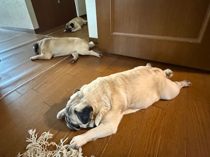 「部屋から出られないんですが……」廊下で寝落ちする愛犬たち