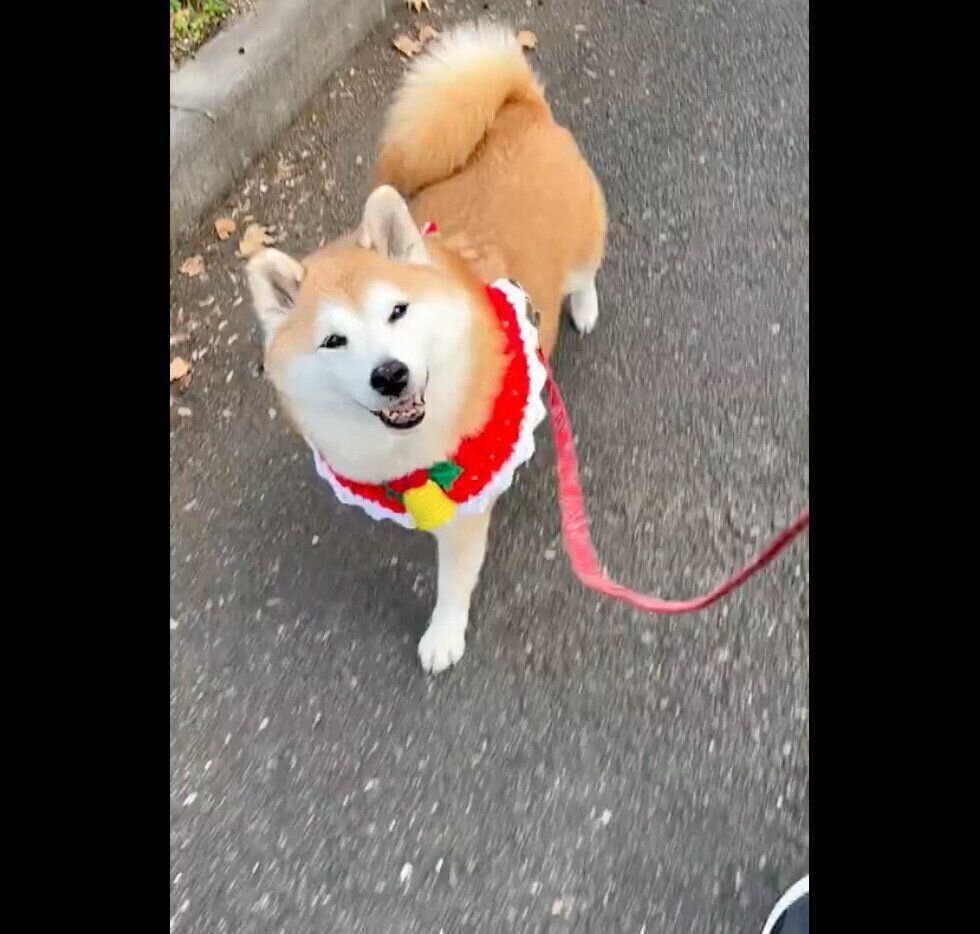 ニコニコしながら散歩をするまるちゃん