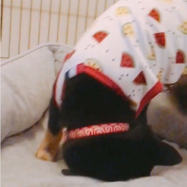 掘り掘りワンコ