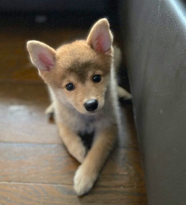 見つめるトンボくん