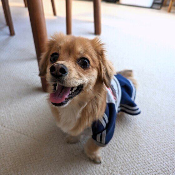 遊びたそうに見つめてくる小型Mix犬